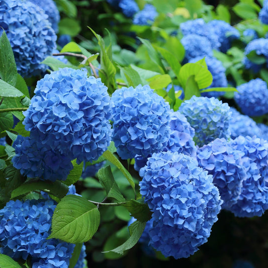 Blue hydrangea flowers with green leaves