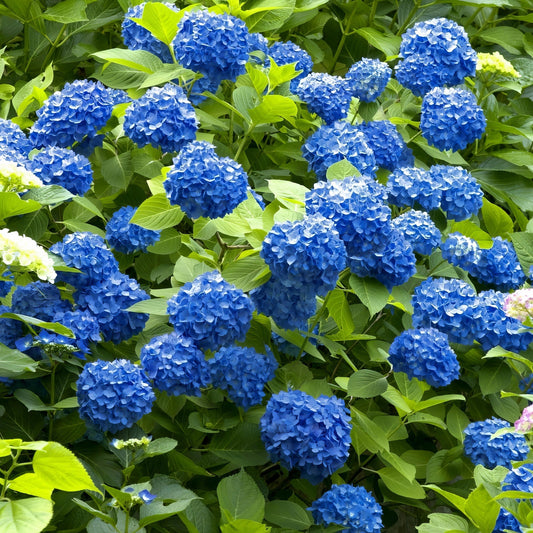 Blue hydrangea flowers with green leaves