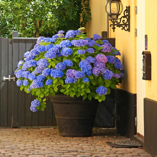 Blue hydrangea flowers with green leaves