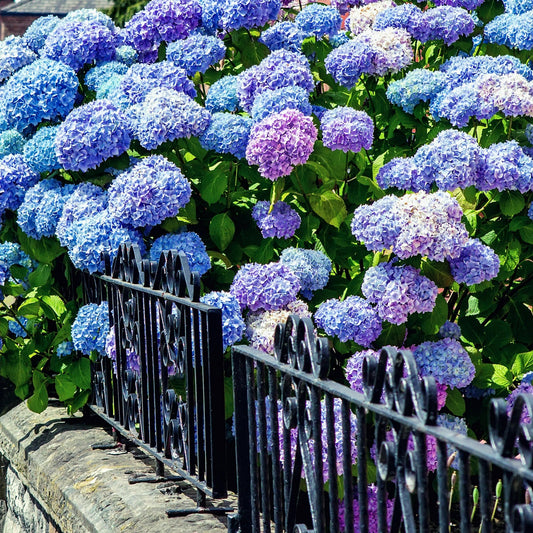 Blue hydrangea flowers with green leaves