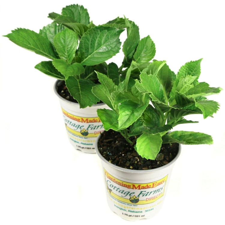 Two potted plants in white containers with 'Fortnight Farms' labels on a white background