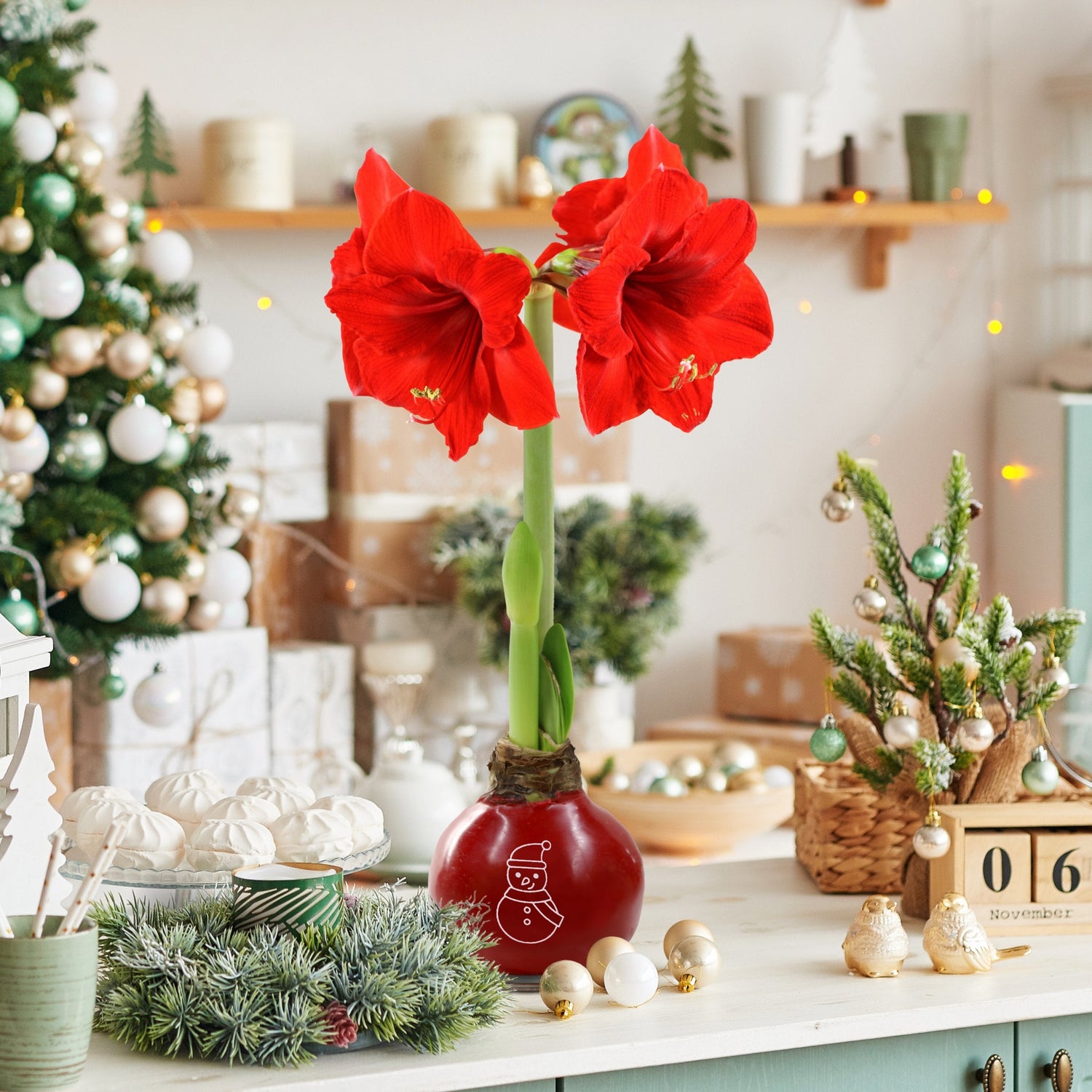 Red amaryllis flower in a decorative vase with a festive background