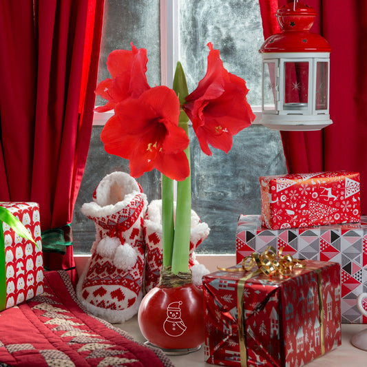 Red amaryllis flower in a decorative vase with a festive background