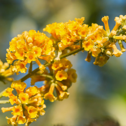 Collage of butterfly bush flowers in various colors with butterflies.