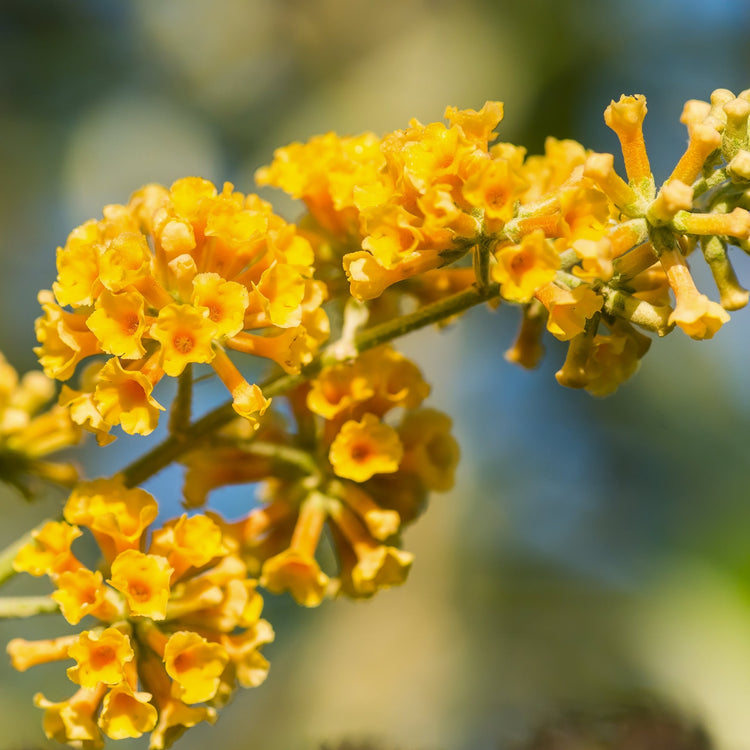 Close-up of yellow flowers with a blurred natural background