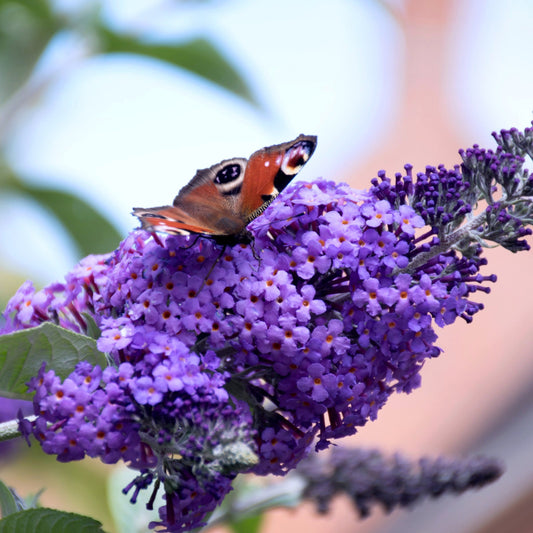 Collage of butterfly bush flowers in various colors with butterflies.