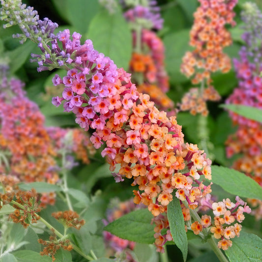Collage of butterfly bush flowers in various colors with butterflies.
