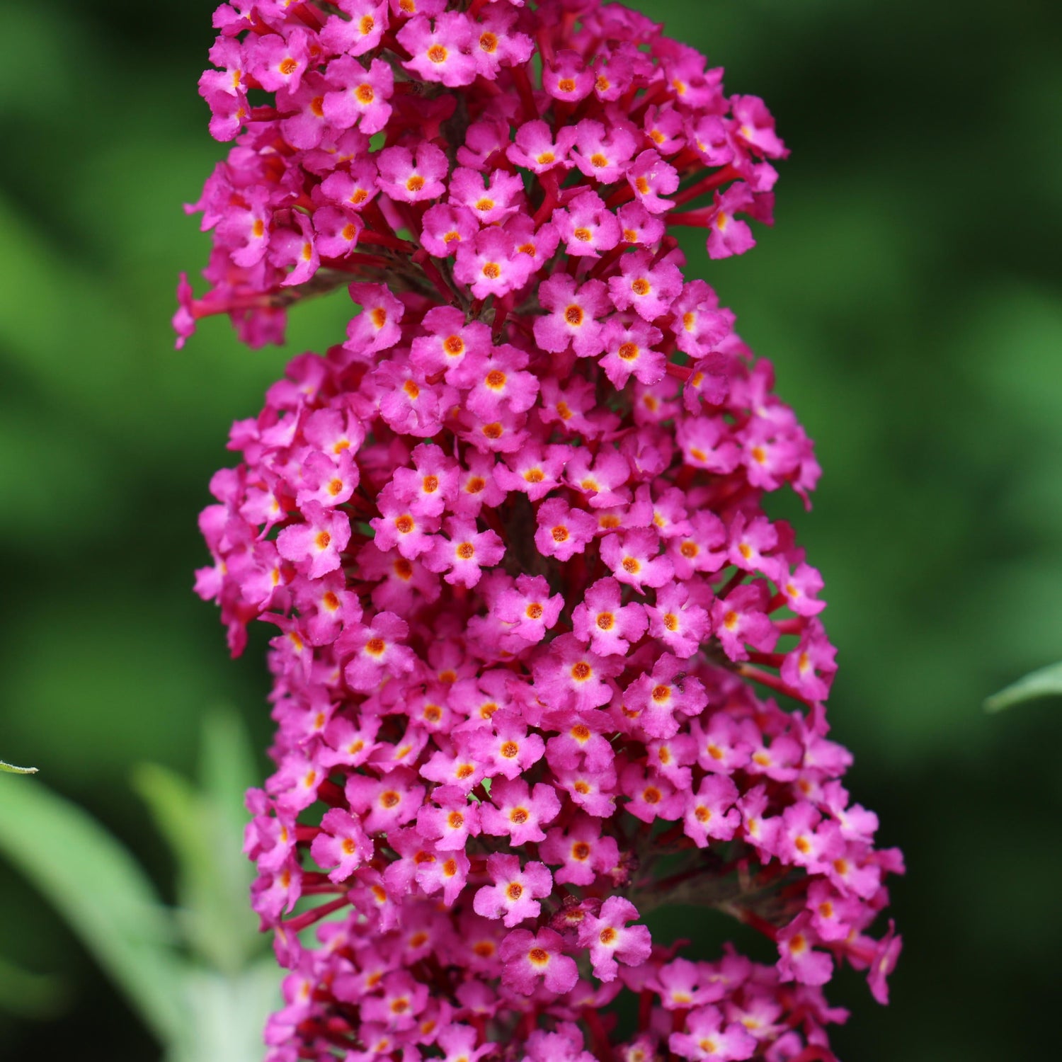 Close-up of a pink flower cluster with a blurred green background