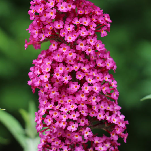 Collage of butterfly bush flowers in various colors with butterflies.