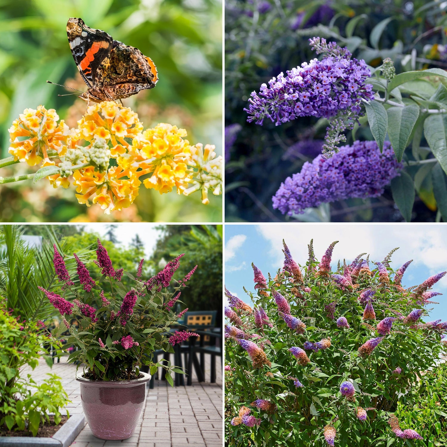 Collage of butterfly bush flowers in various stages of bloom with a butterfly.