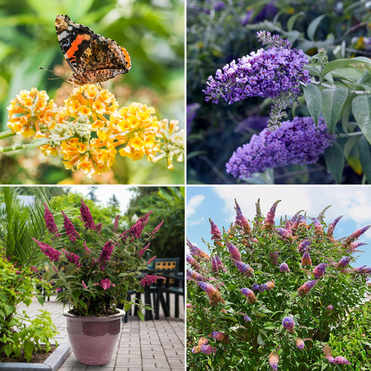 Collage of butterfly bush flowers in various colors with butterflies.