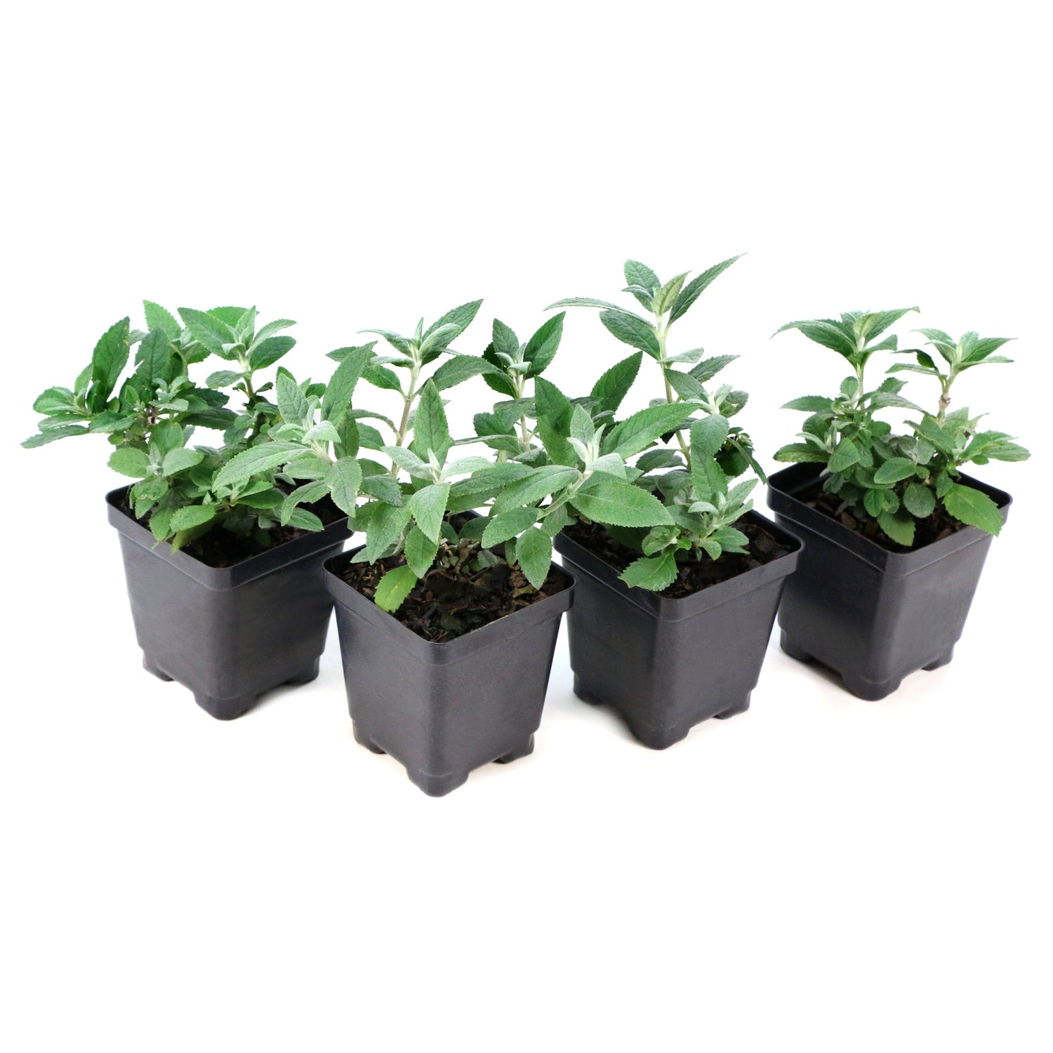 Five potted plants on a white background