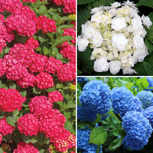 Collage of pink, white, and blue hydrangea flowers with green leaves.