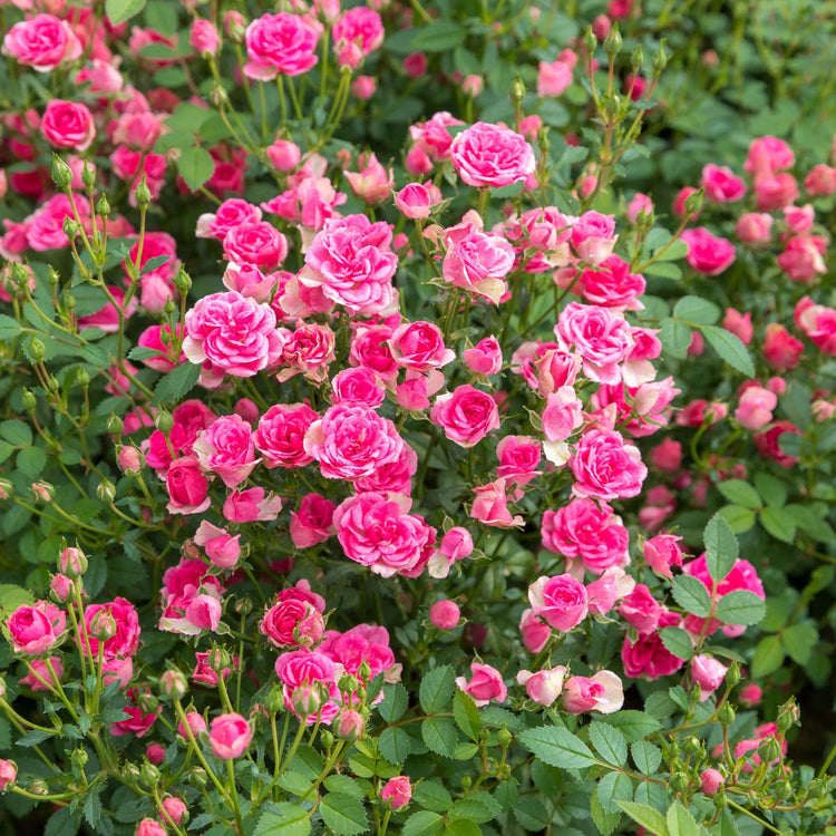 Bouquet of pink flowers with green leaves