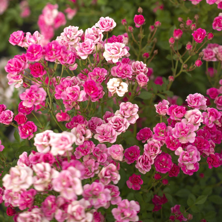 Close-up of pink and white flowers with green leaves