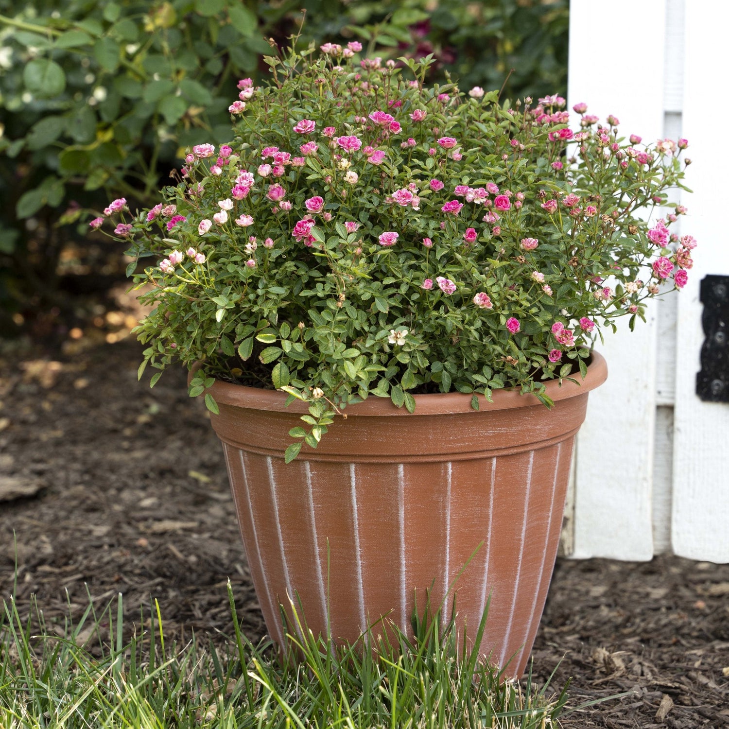 Potted plant with pink flowers in a garden setting