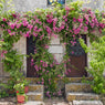 2-Piece Peggy Martin Climbing Rose