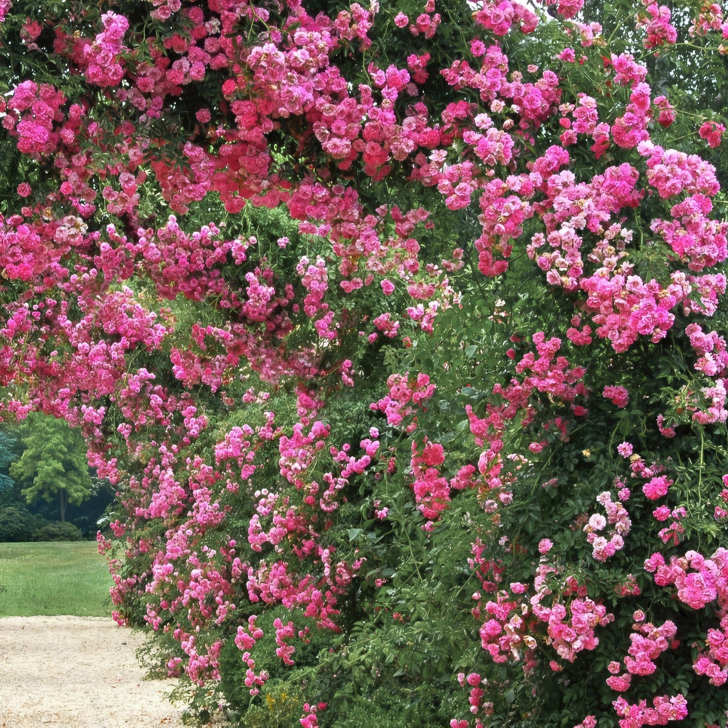 Vibrant pink flowering bush with green foliage