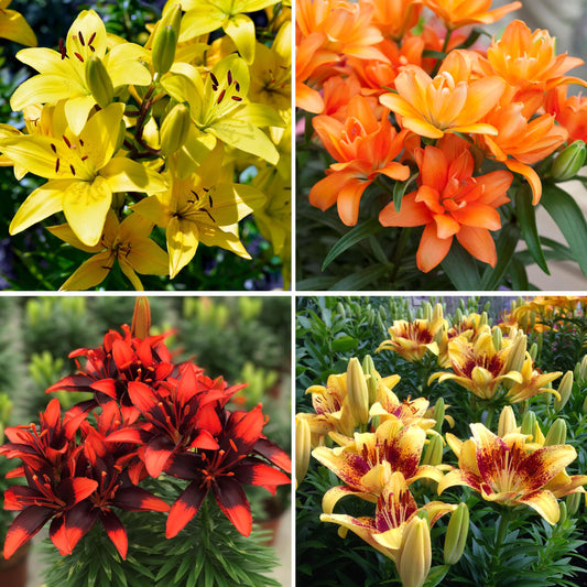 Collage of four images showing different colored lilies.