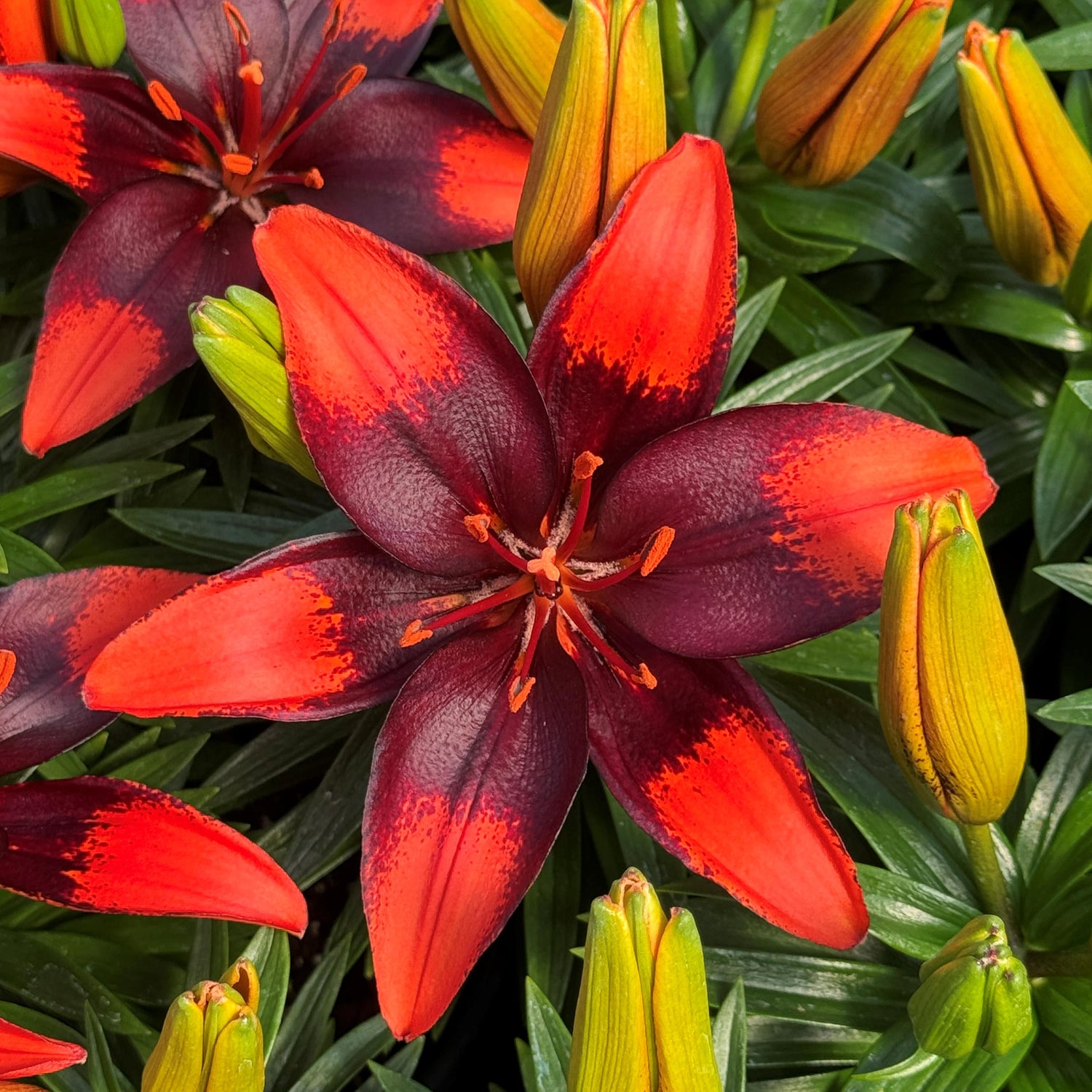Close-up of red and purple lilies with green leaves