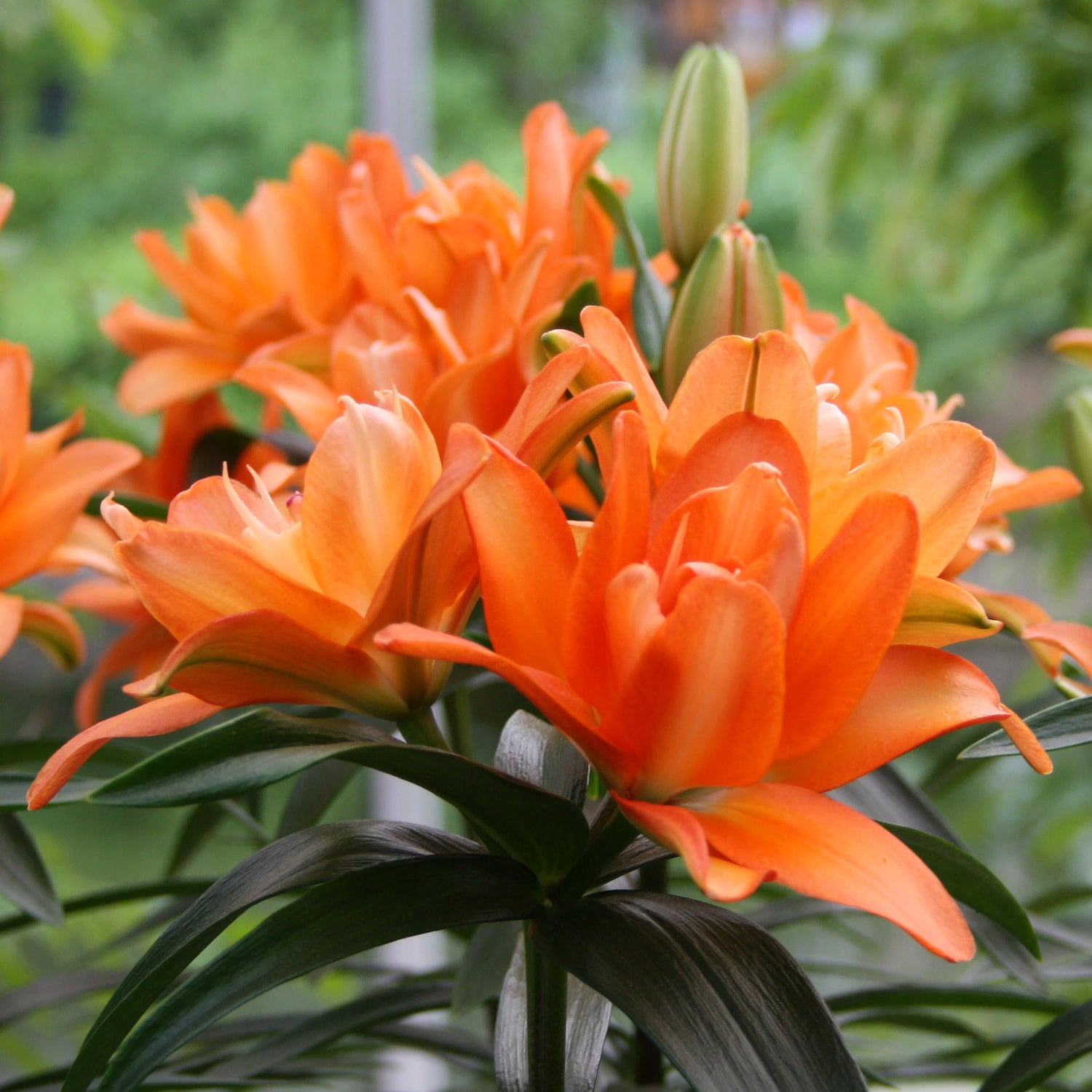 Close-up of vibrant orange lilies with green leaves in a natural setting.