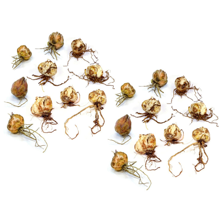 Collection of dried bulbs on a white background