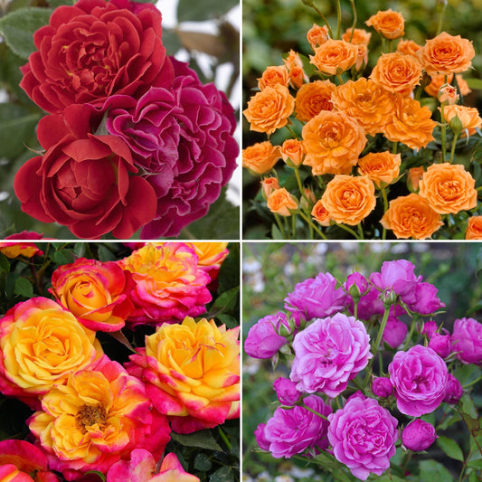 A four-panel collage showing different rose varieties: deep red and magenta blooms, bright orange roses, yellow-to-pink gradient roses, and purple-pink roses with green foliage.