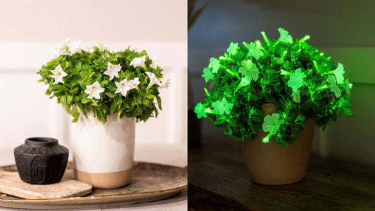 Two potted plants side by side, one with white flowers and the other with green leaves.