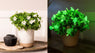 Petunia Hybrid Glow in the Dark Firefly