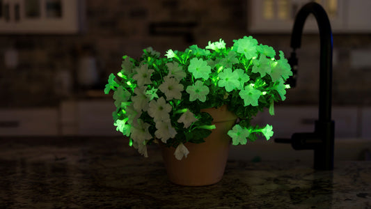 Two potted plants side by side, one with white flowers and the other with green leaves.