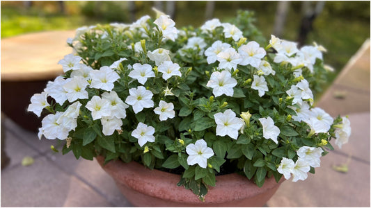 Two potted plants side by side, one with white flowers and the other with green leaves.