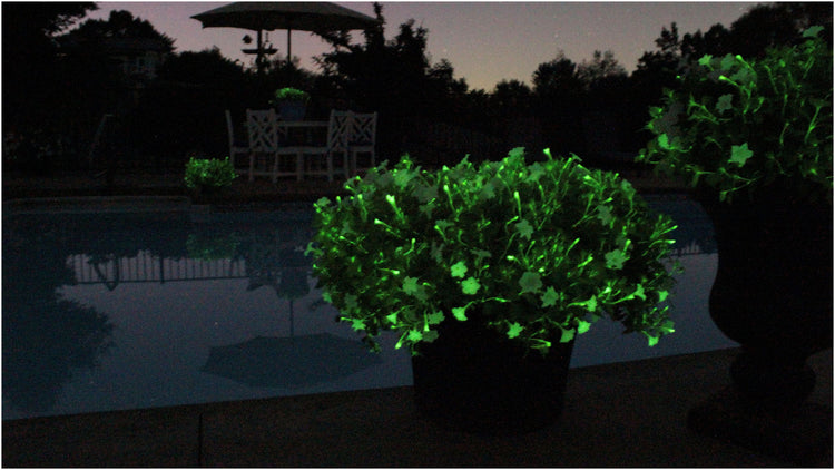 Glowing green plants by a pool at night