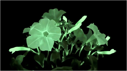 Two potted plants side by side, one with white flowers and the other with green leaves.