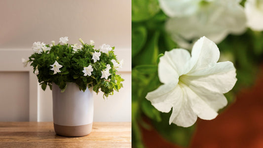 Two potted plants side by side, one with white flowers and the other with green leaves.