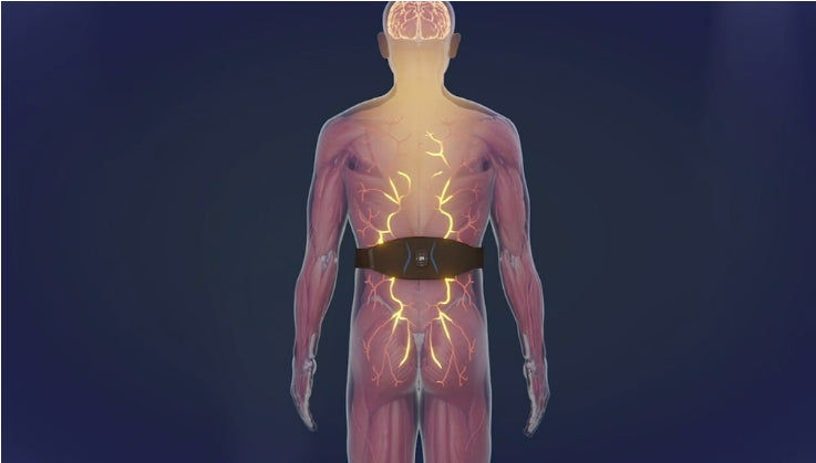 Illustration of a human body with highlighted nervous system and a belt on a dark background