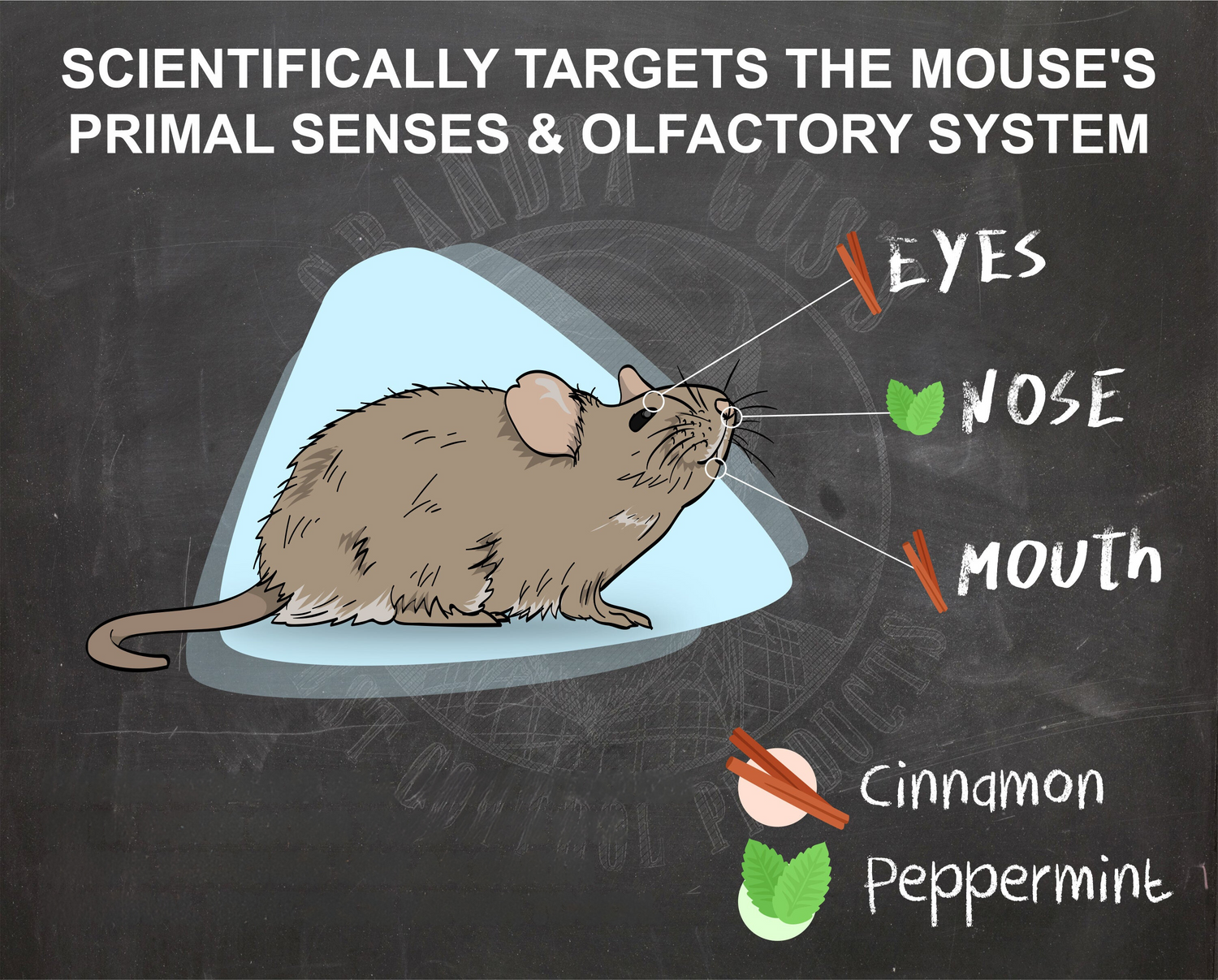 Illustration of a mouse with sensory labels on a blackboard background, featuring cinnamon and peppermint.