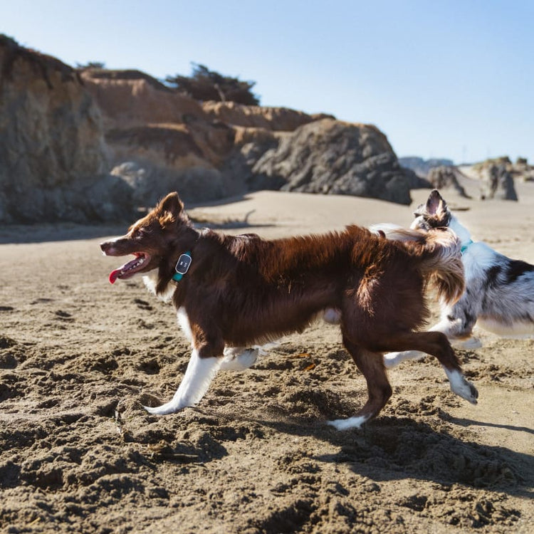 The Link Smart Pet Wearable